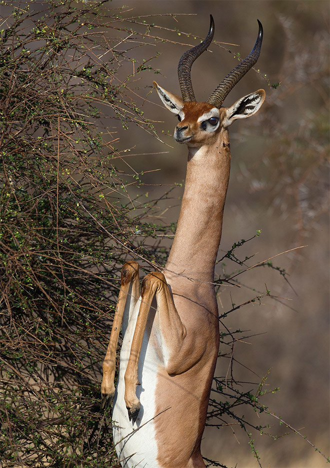 Did You Know That Standing Gazelles Look Hilarious?