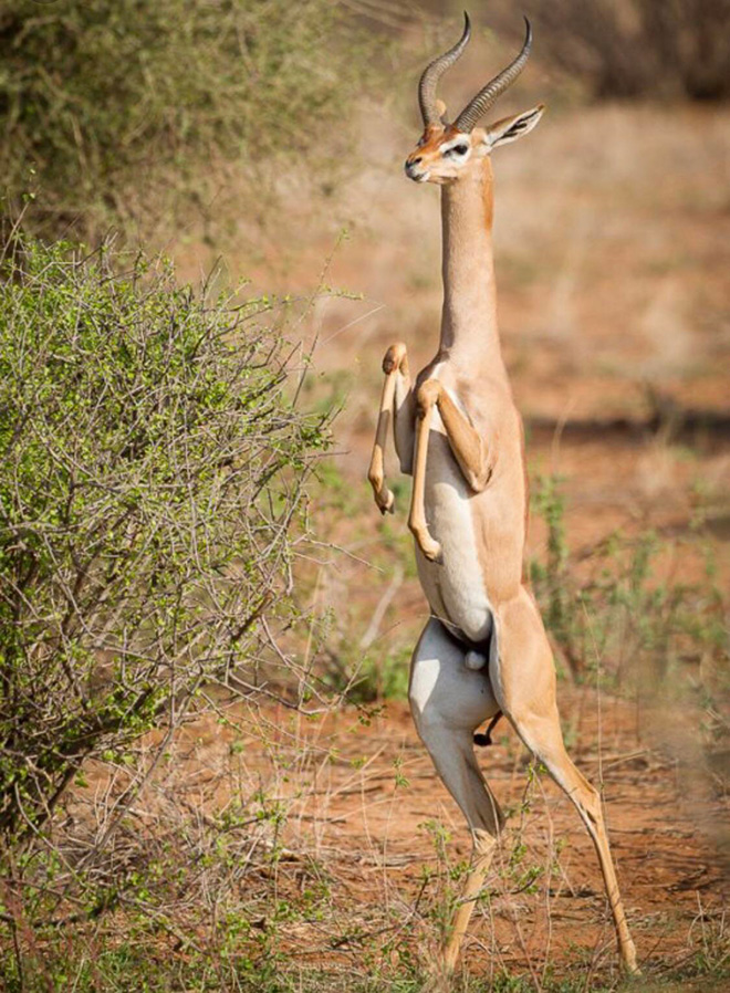 Did You Know That Standing Gazelles Look Hilarious?