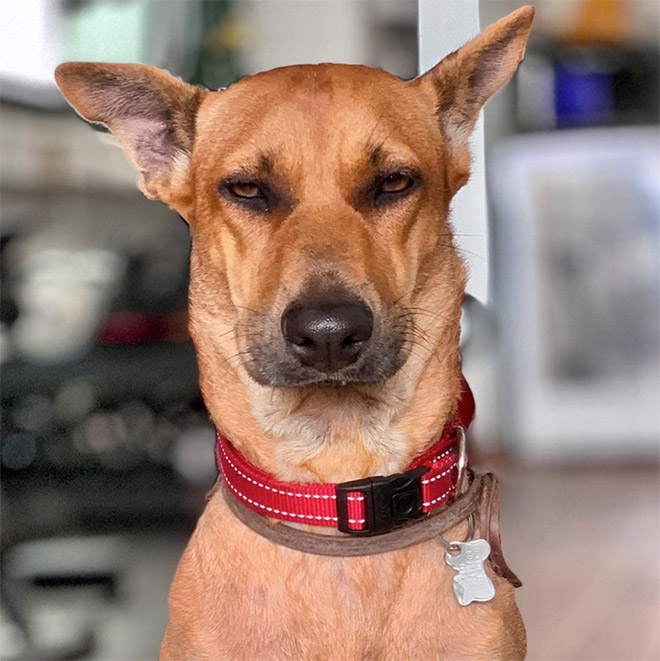 #DisapprovingDogChallenge Shows Dogs Giving The Most Disapproving Looks To Their Owners