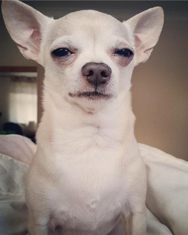 #DisapprovingDogChallenge Shows Dogs Giving The Most Disapproving Looks To Their Owners