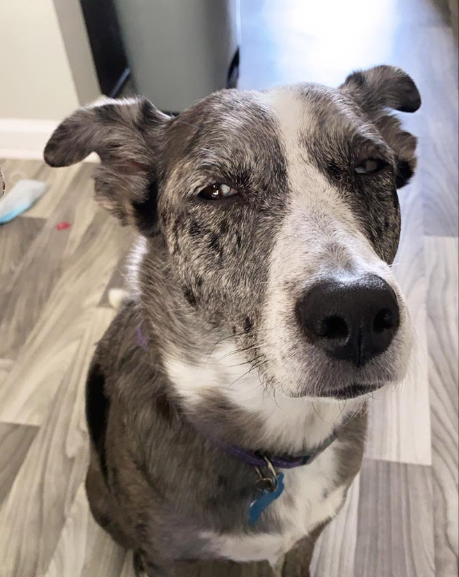 #DisapprovingDogChallenge Shows Dogs Giving The Most Disapproving Looks To Their Owners