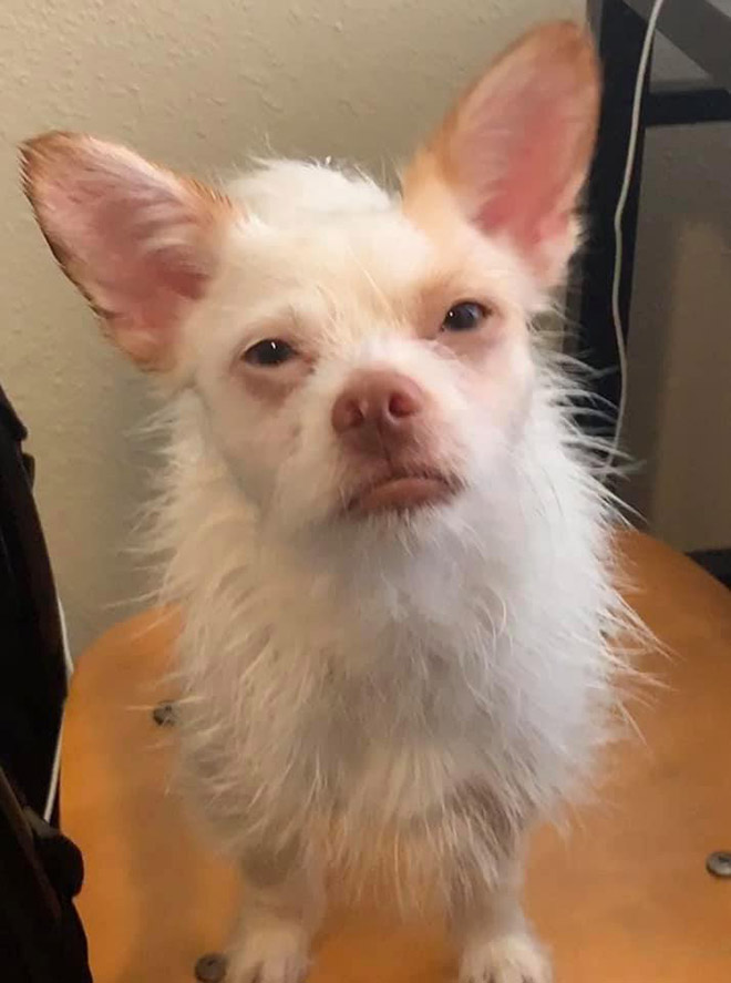 #DisapprovingDogChallenge Shows Dogs Giving The Most Disapproving Looks To Their Owners