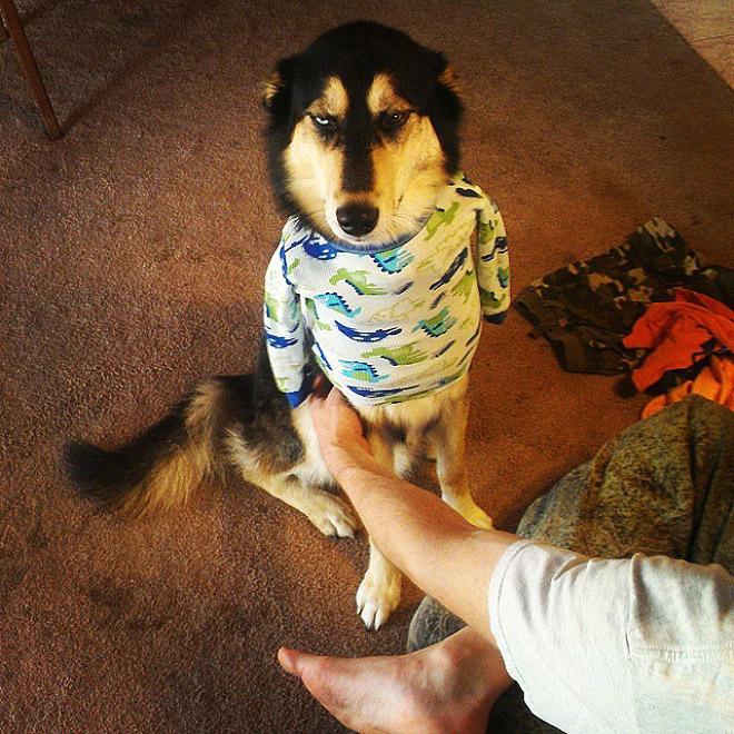 #DisapprovingDogChallenge Shows Dogs Giving The Most Disapproving Looks To Their Owners