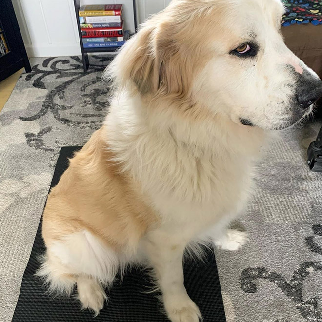 #DisapprovingDogChallenge Shows Dogs Giving The Most Disapproving Looks To Their Owners