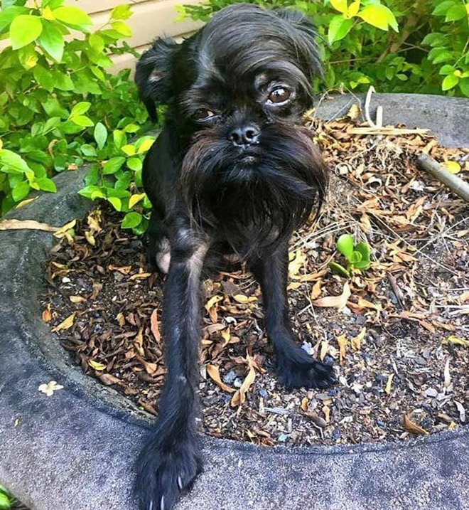#DisapprovingDogChallenge Shows Dogs Giving The Most Disapproving Looks To Their Owners
