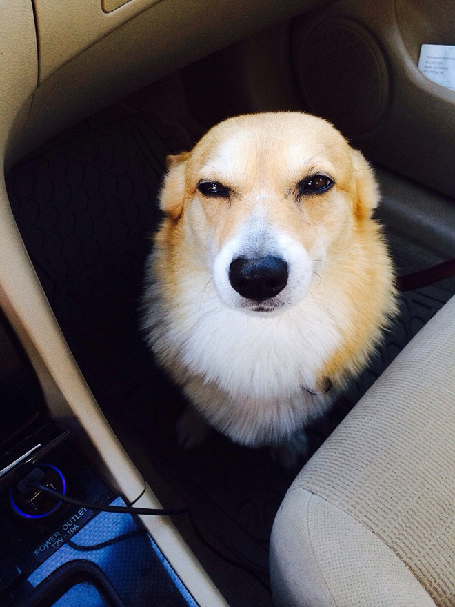 #DisapprovingDogChallenge Shows Dogs Giving The Most Disapproving Looks To Their Owners