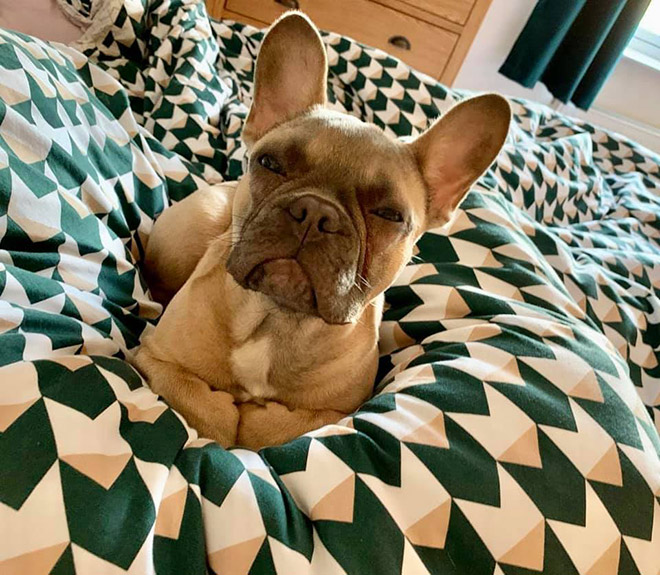 #DisapprovingDogChallenge Shows Dogs Giving The Most Disapproving Looks To Their Owners