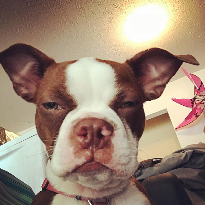 #DisapprovingDogChallenge Shows Dogs Giving The Most Disapproving Looks To Their Owners