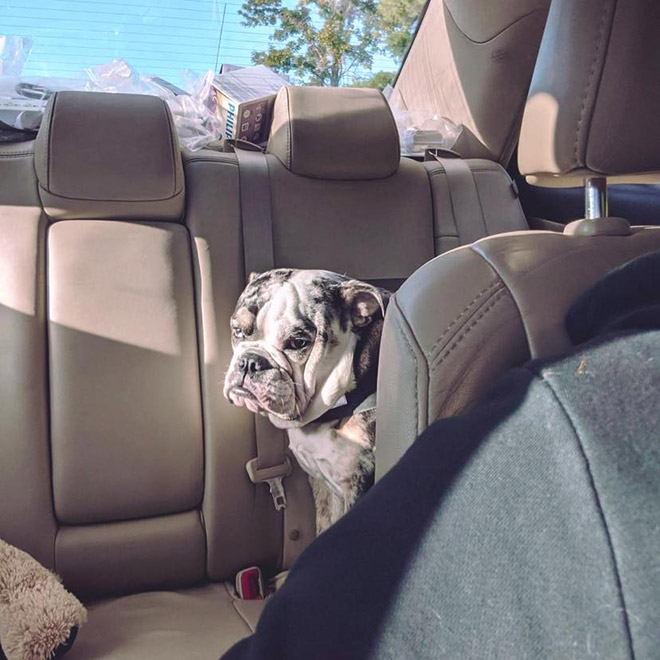 #DisapprovingDogChallenge Shows Dogs Giving The Most Disapproving Looks To Their Owners