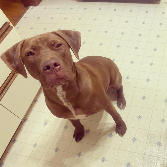 #DisapprovingDogChallenge Shows Dogs Giving The Most Disapproving Looks To Their Owners