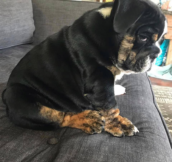 #DisapprovingDogChallenge Shows Dogs Giving The Most Disapproving Looks To Their Owners