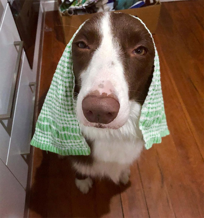 #DisapprovingDogChallenge Shows Dogs Giving The Most Disapproving Looks To Their Owners