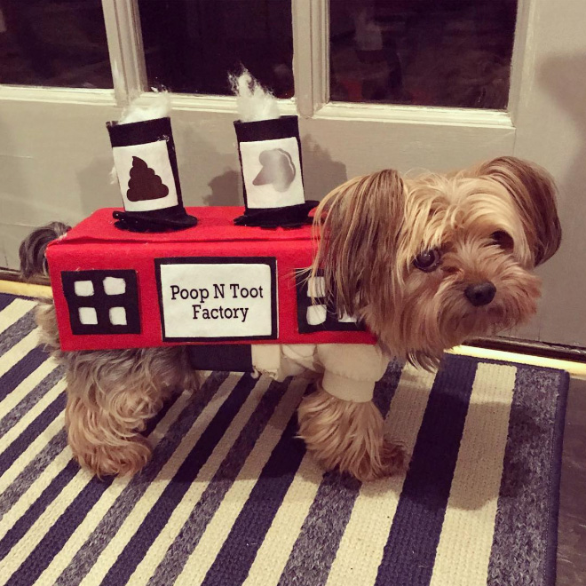#DisapprovingDogChallenge Shows Dogs Giving The Most Disapproving Looks To Their Owners
