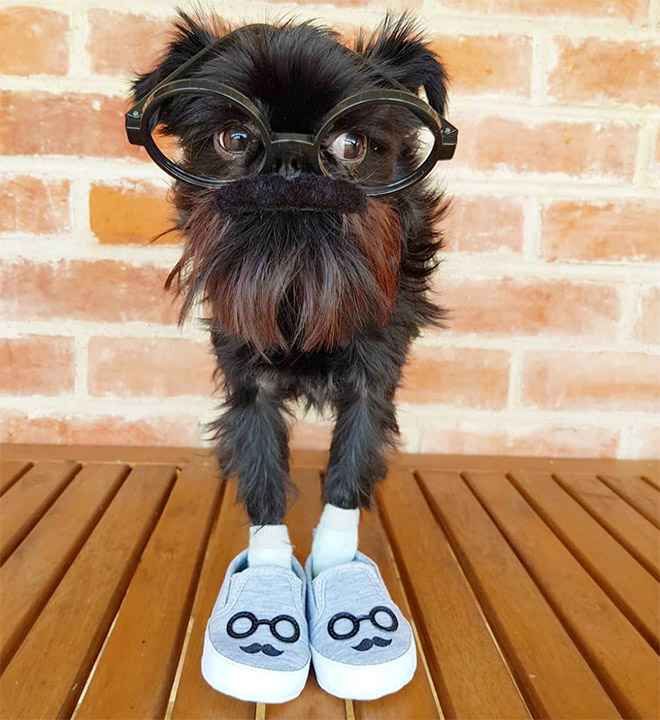 Do You Follow This Dog On Instagram? You Should.