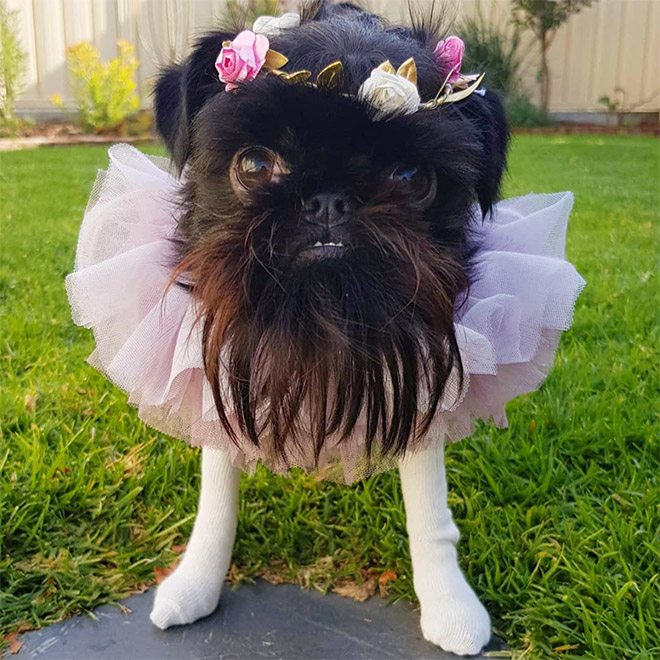 Do You Follow This Dog On Instagram? You Should.