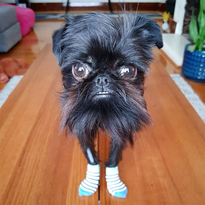 Do You Follow This Dog On Instagram? You Should.
