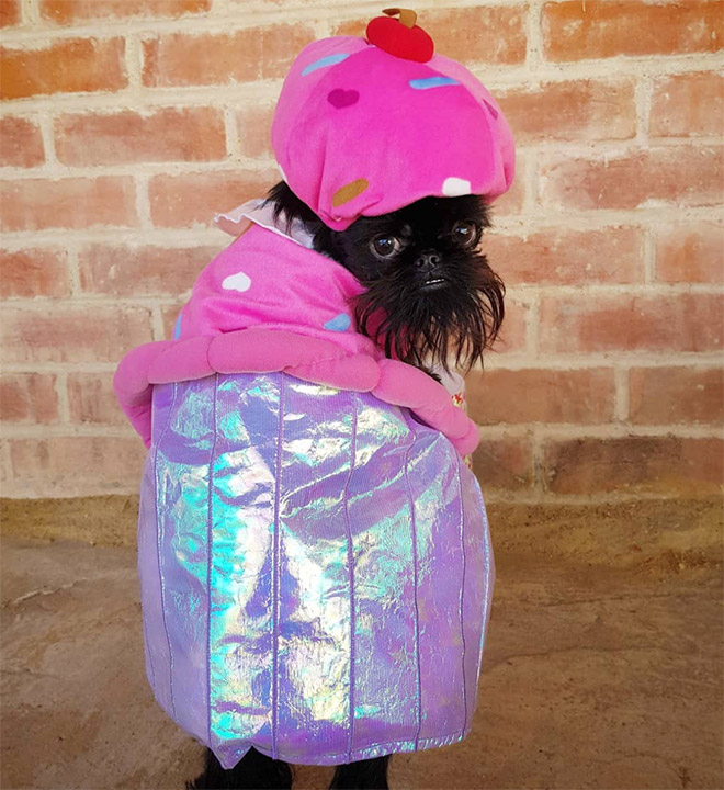 Do You Follow This Dog On Instagram? You Should.