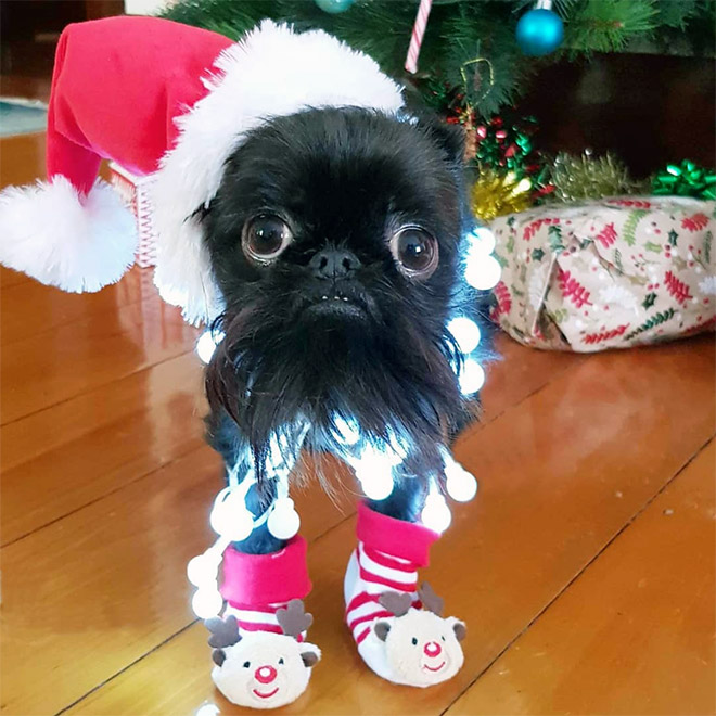 Do You Follow This Dog On Instagram? You Should.