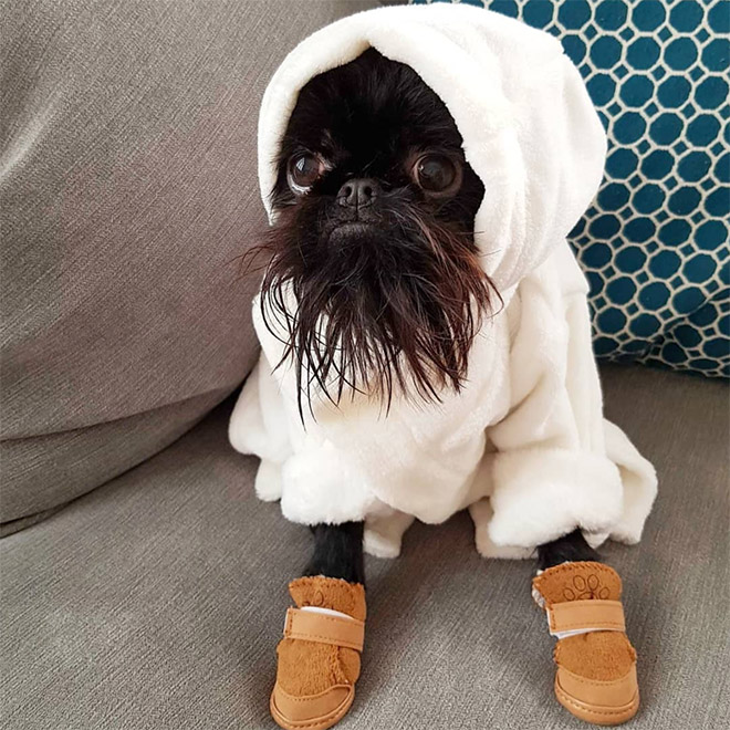 Do You Follow This Dog On Instagram? You Should.