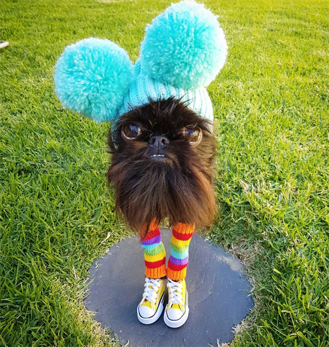 Do You Follow This Dog On Instagram? You Should.