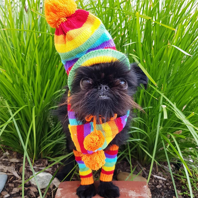 Do You Follow This Dog On Instagram? You Should.