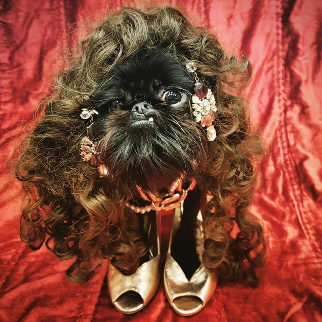 Do You Follow This Dog On Instagram? You Should.
