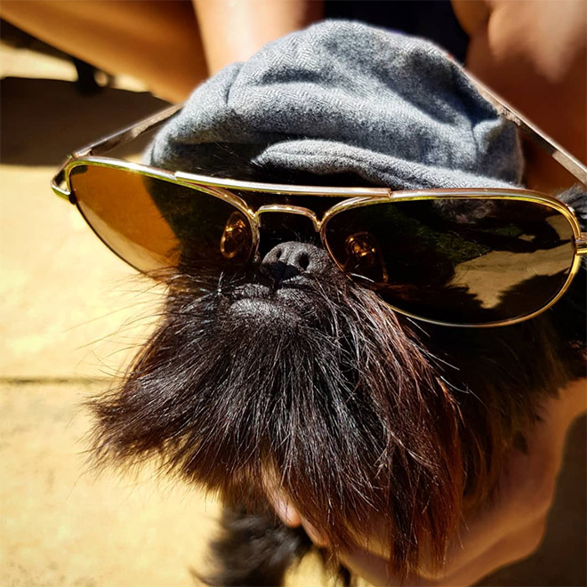 Do You Follow This Dog On Instagram? You Should.
