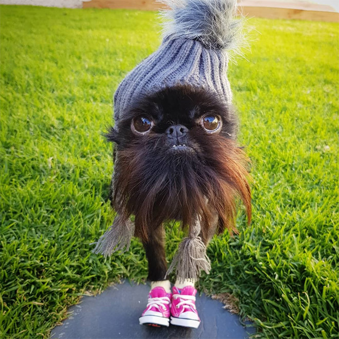 Do You Follow This Dog On Instagram? You Should.