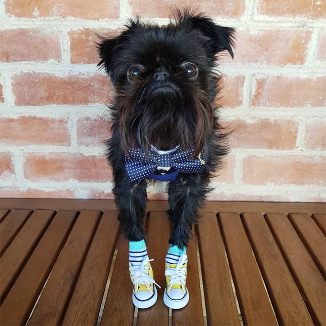 Do You Follow This Dog On Instagram? You Should.