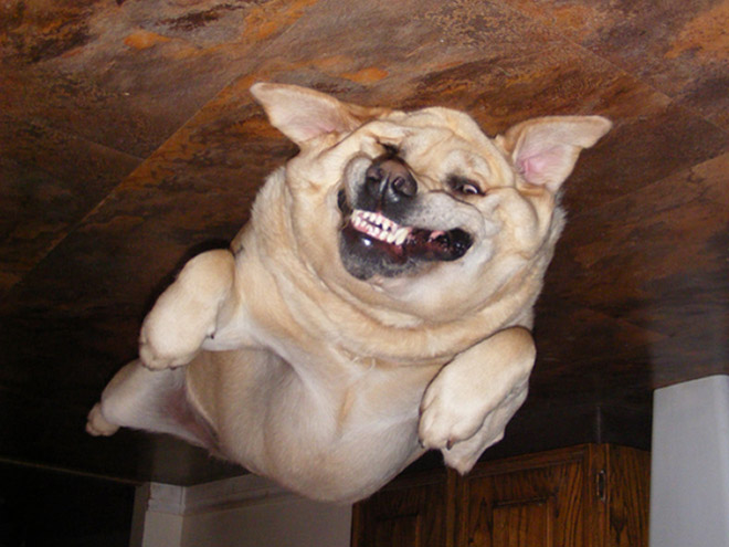 Dog Balloons That Floated To The Ceiling And Got Stuck