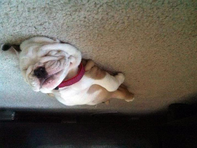 Dog Balloons That Floated To The Ceiling And Got Stuck