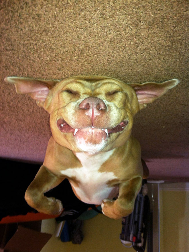 Dog Balloons That Floated To The Ceiling And Got Stuck