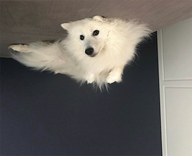 Dog Balloons That Floated To The Ceiling And Got Stuck