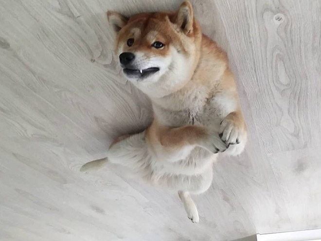 Dog Balloons That Floated To The Ceiling And Got Stuck
