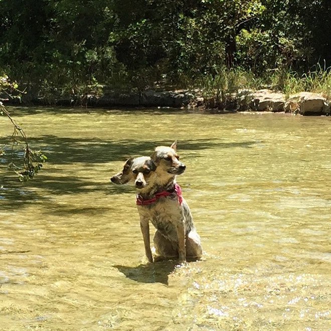 Dog Panoramic Photos Gone Hilariously Wrong