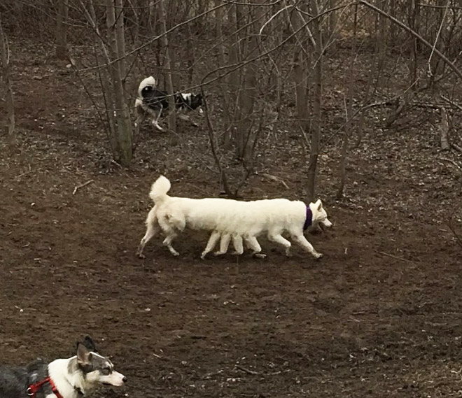 Dog Panoramic Photos Gone Hilariously Wrong