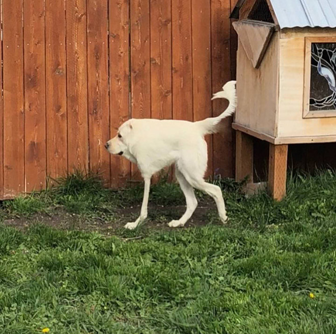 Dog Panoramic Photos Gone Hilariously Wrong