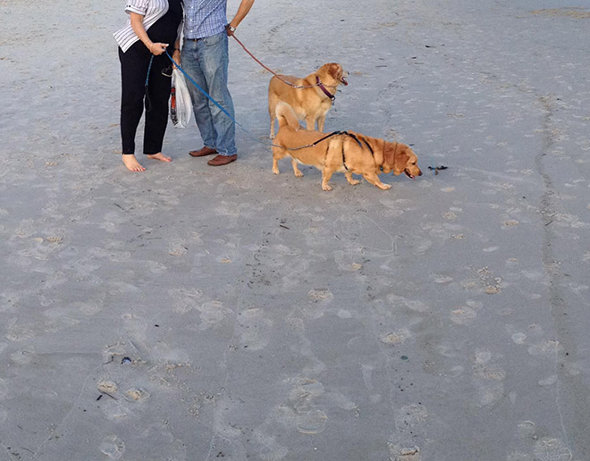 Dog Panoramic Photos Gone Hilariously Wrong
