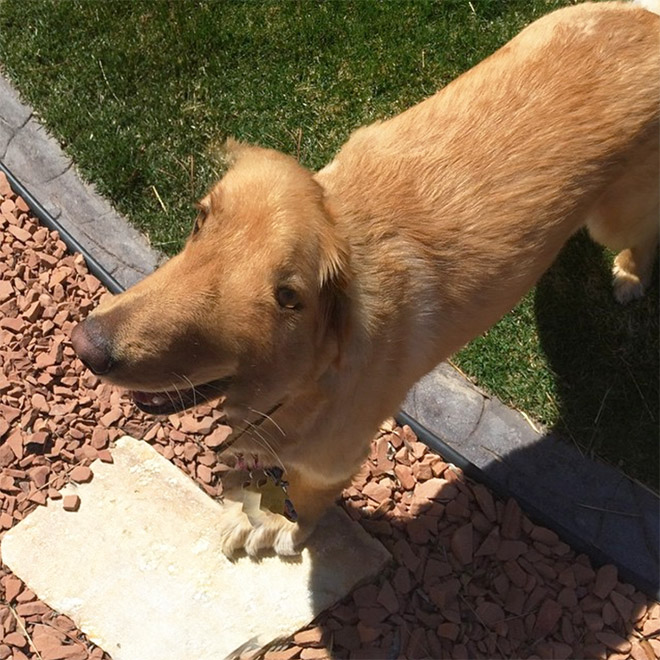 Dog Panoramic Photos Gone Hilariously Wrong