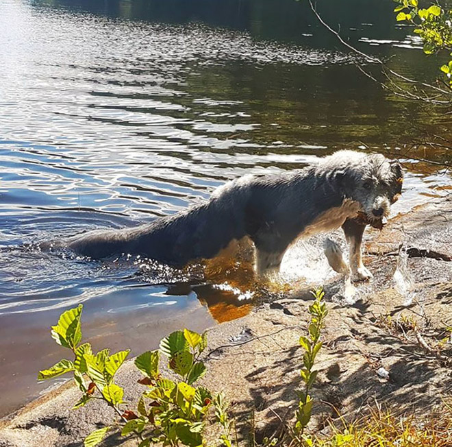 Dog Panoramic Photos Gone Hilariously Wrong