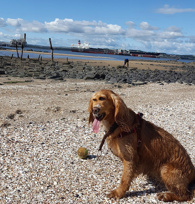 Dog Panoramic Photos Gone Hilariously Wrong