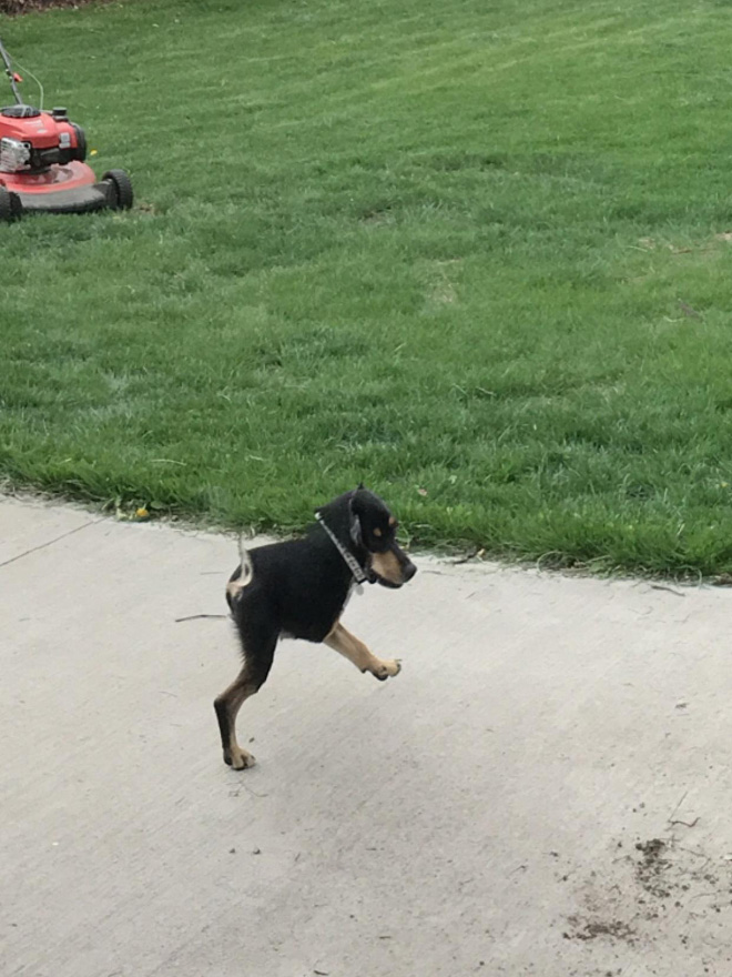 Dog Panoramic Photos Gone Hilariously Wrong