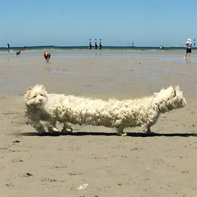 Dog Panoramic Photos Gone Hilariously Wrong