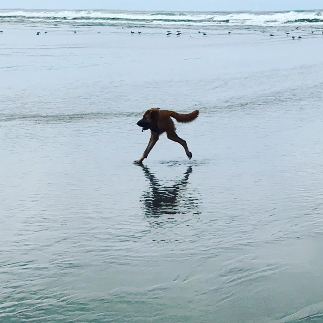 Dog Panoramic Photos Gone Hilariously Wrong