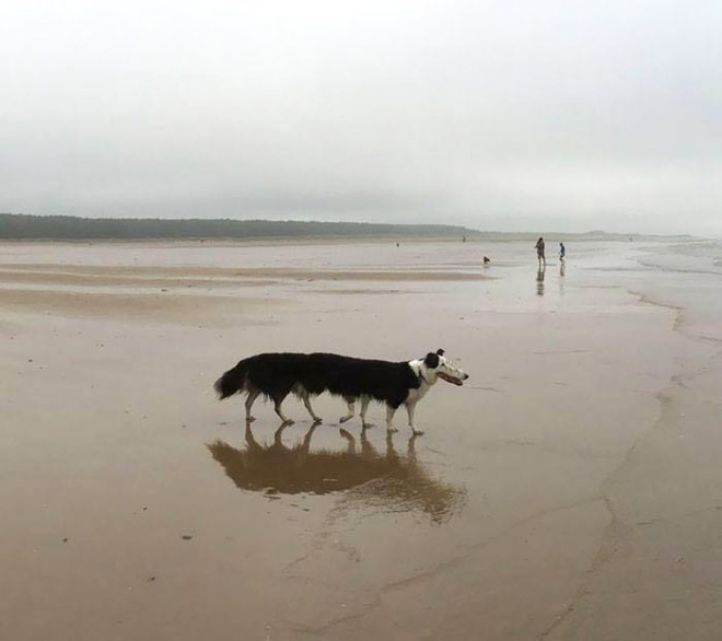 Dog Panoramic Photos Gone Hilariously Wrong