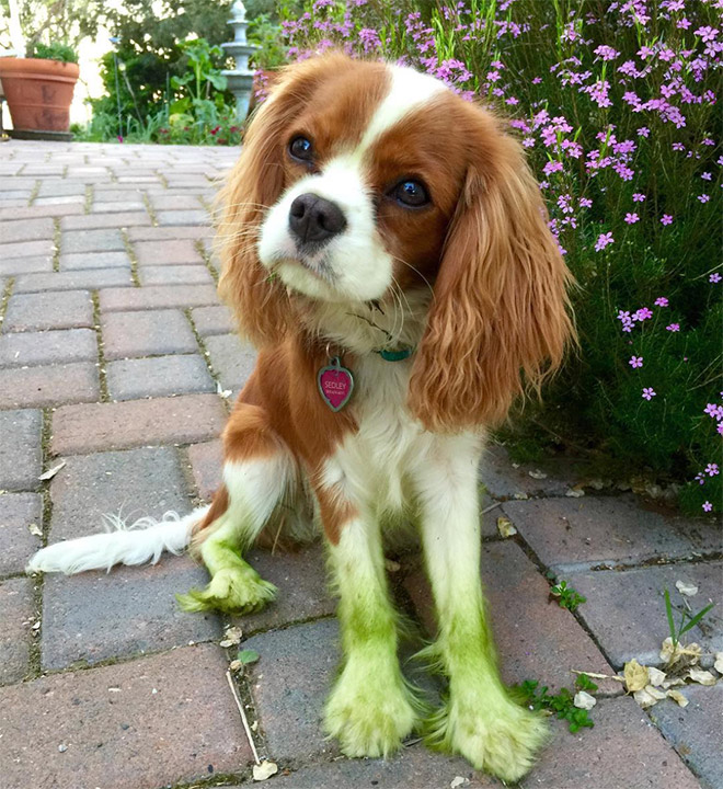 Dogs After Playing In Freshly Cut Grass