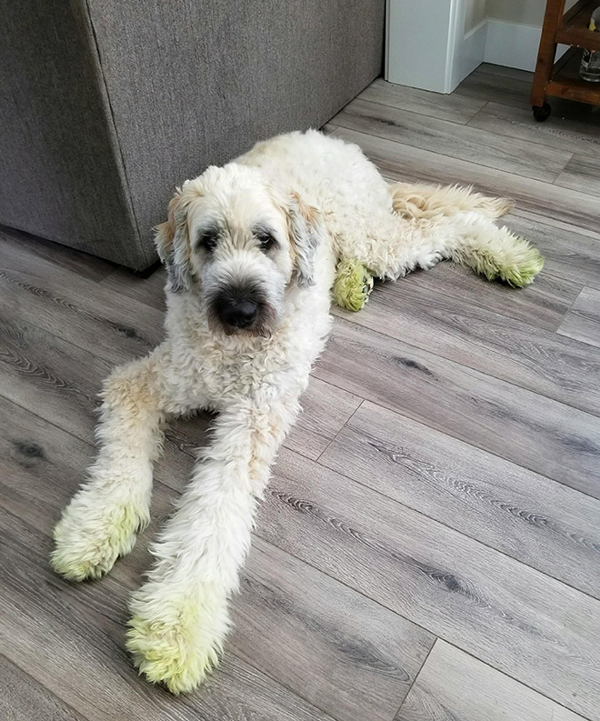 Dogs After Playing In Freshly Cut Grass
