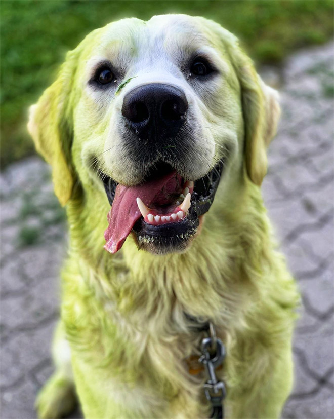 Dogs After Playing In Freshly Cut Grass