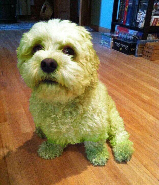 Dogs After Playing In Freshly Cut Grass