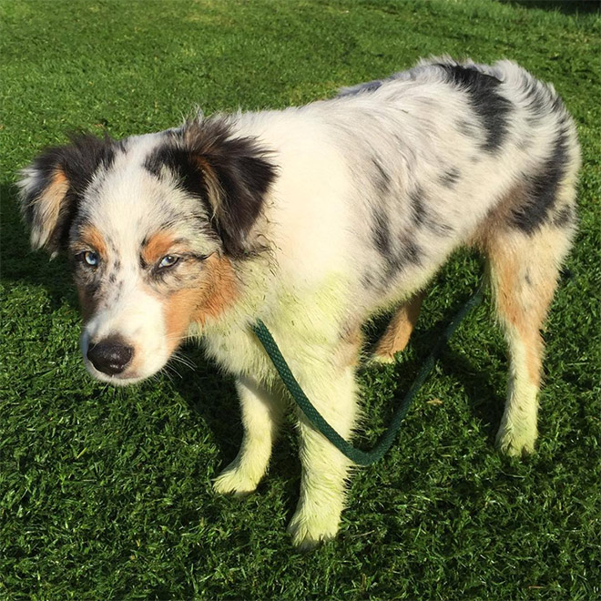 Dogs After Playing In Freshly Cut Grass